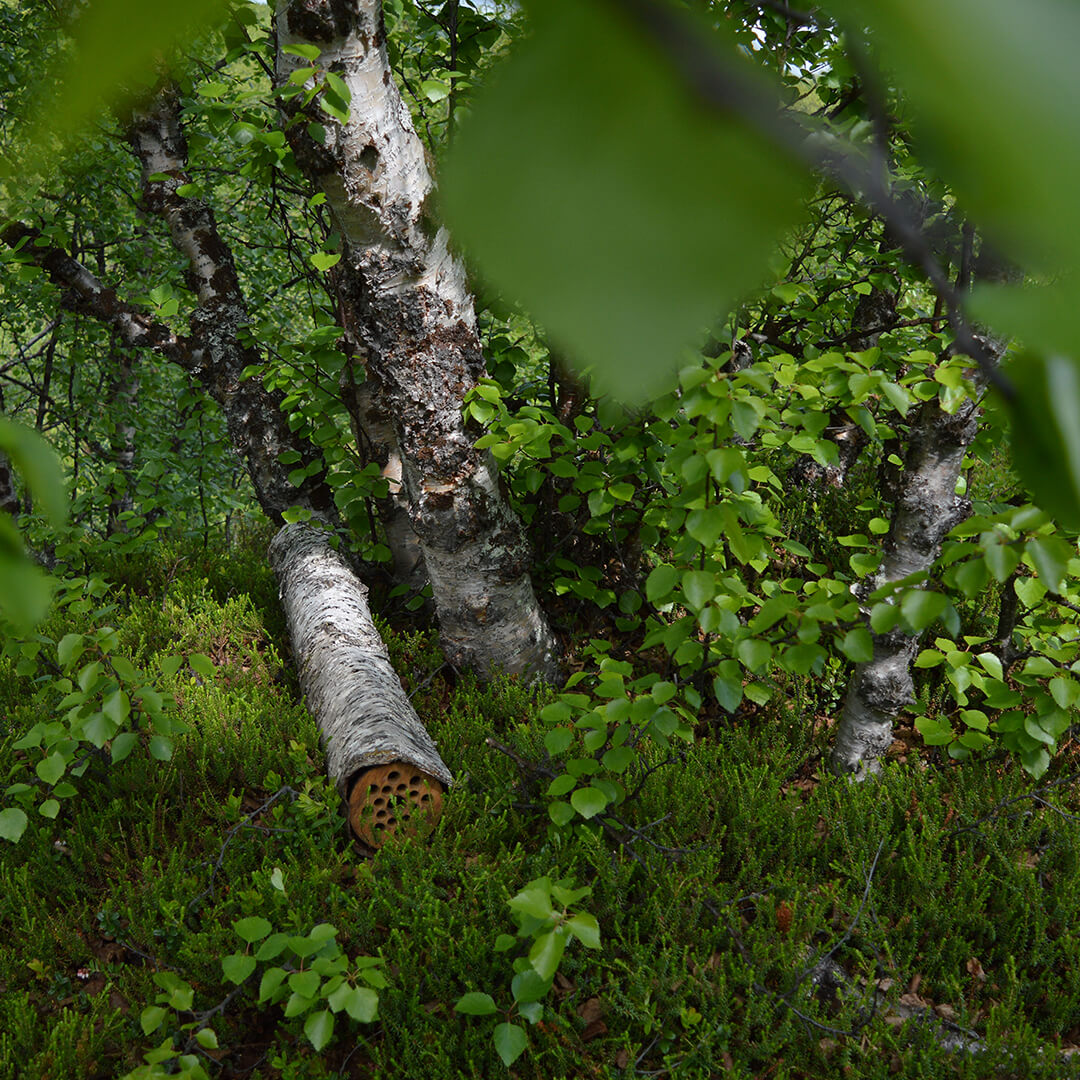 Kesäinen kuva koivikosta, jossa on koivunrunkoja ja kaadettu runko, jonka päässä on säännöllisen muotoisia pieniä reikiä.