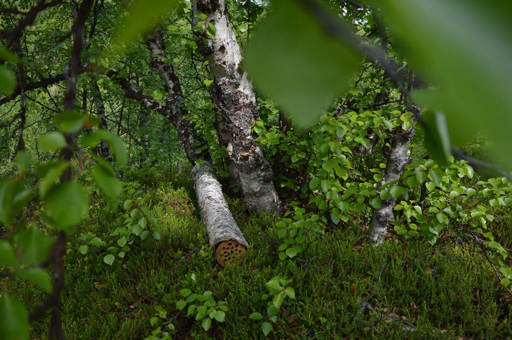 Kollʼješkuätt, teoskuva
