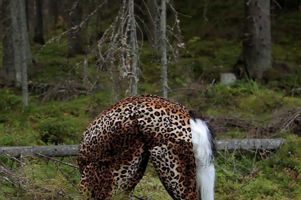 Johanna Ketola: Laakso L447