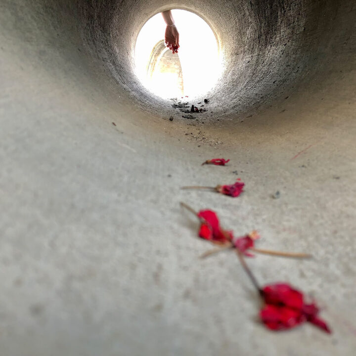 The interior of a concrete pipe, with red flower parts in the foreground and a human hand against the light at the end of the pipe in the background.